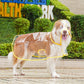 Transparante Regenjas voor Honden – productafbeelding