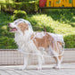Transparante Regenjas voor Honden – productafbeelding