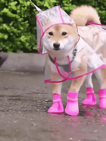 Transparante Regenjas voor Honden – productafbeelding