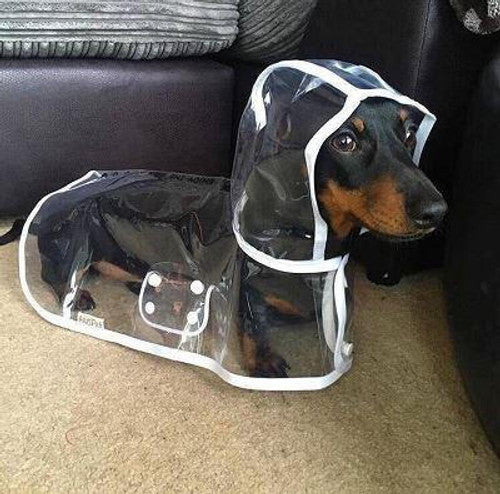 Transparante Regenjas voor Honden – productafbeelding