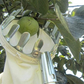Fruitplukker met opvangmand – productafbeelding