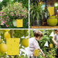 🪴 Set van 20 dubbelzijdige kleefvallen voor planten｜🦟 Zonder pesticiden