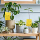 🪴 Set van 20 dubbelzijdige kleefvallen voor planten｜🦟 Zonder pesticiden