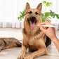 Tandsteenverwijderaar voor honden en katte