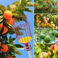 🍎Draagbare fruitplukker 🔥Tijdelijke aanbieding 🚀50% korting