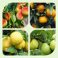 🍎Draagbare fruitplukker 🔥Tijdelijke aanbieding 🚀50% korting