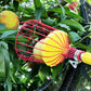 🍎Draagbare fruitplukker 🔥Tijdelijke aanbieding 🚀50% korting